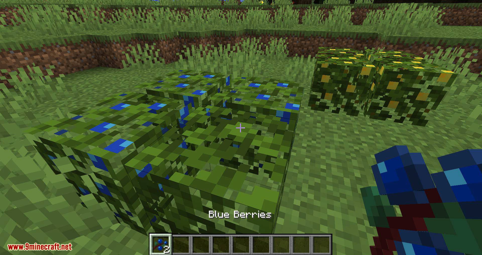 More Berries Mod (1.20.4, 1.19.4) - New Berry Bushes 4