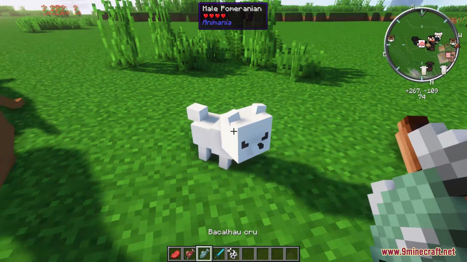 Animania Cats and Dogs Mod (1.12.2) - Companions, Animals 22