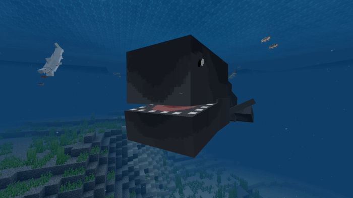 Orca / Killer Whale Addon (1.19, 1.18) - MCPE/Bedrock Mod 2