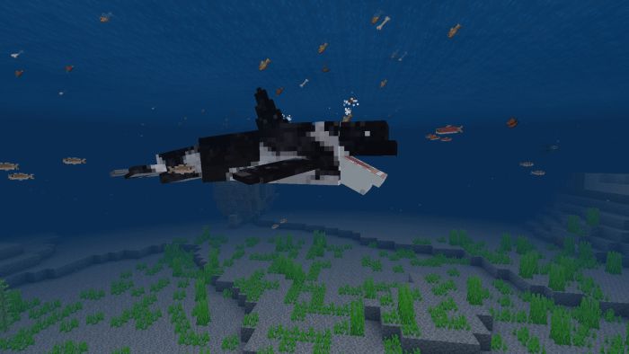 Orca / Killer Whale Addon (1.19, 1.18) - MCPE/Bedrock Mod 3