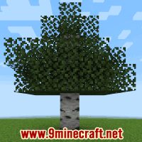 Birch Forest Biome - Wiki Guide 2