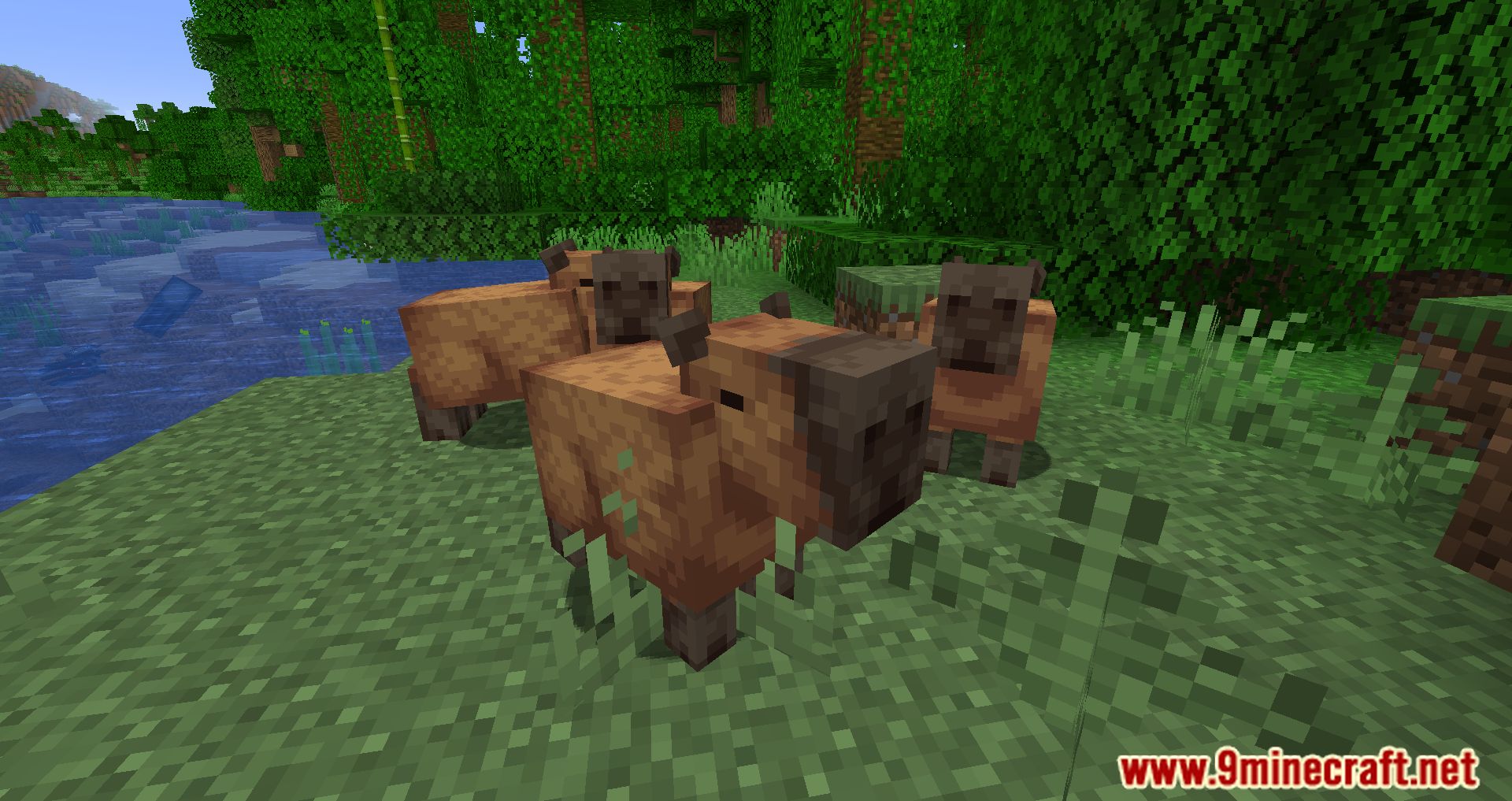 Capybara Mod (1.19.3, 1.18.2) - New Creatures Appear In The Jungle 2