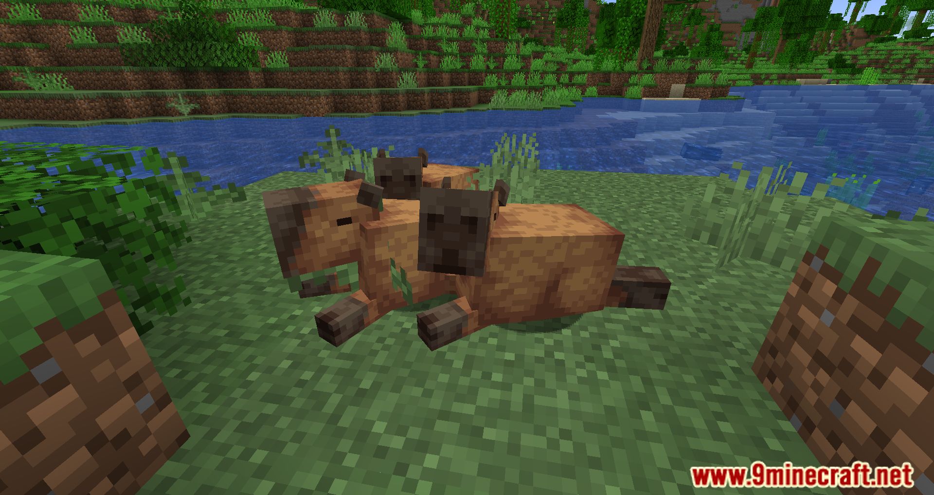 Capybara Mod (1.19.3, 1.18.2) - New Creatures Appear In The Jungle 3