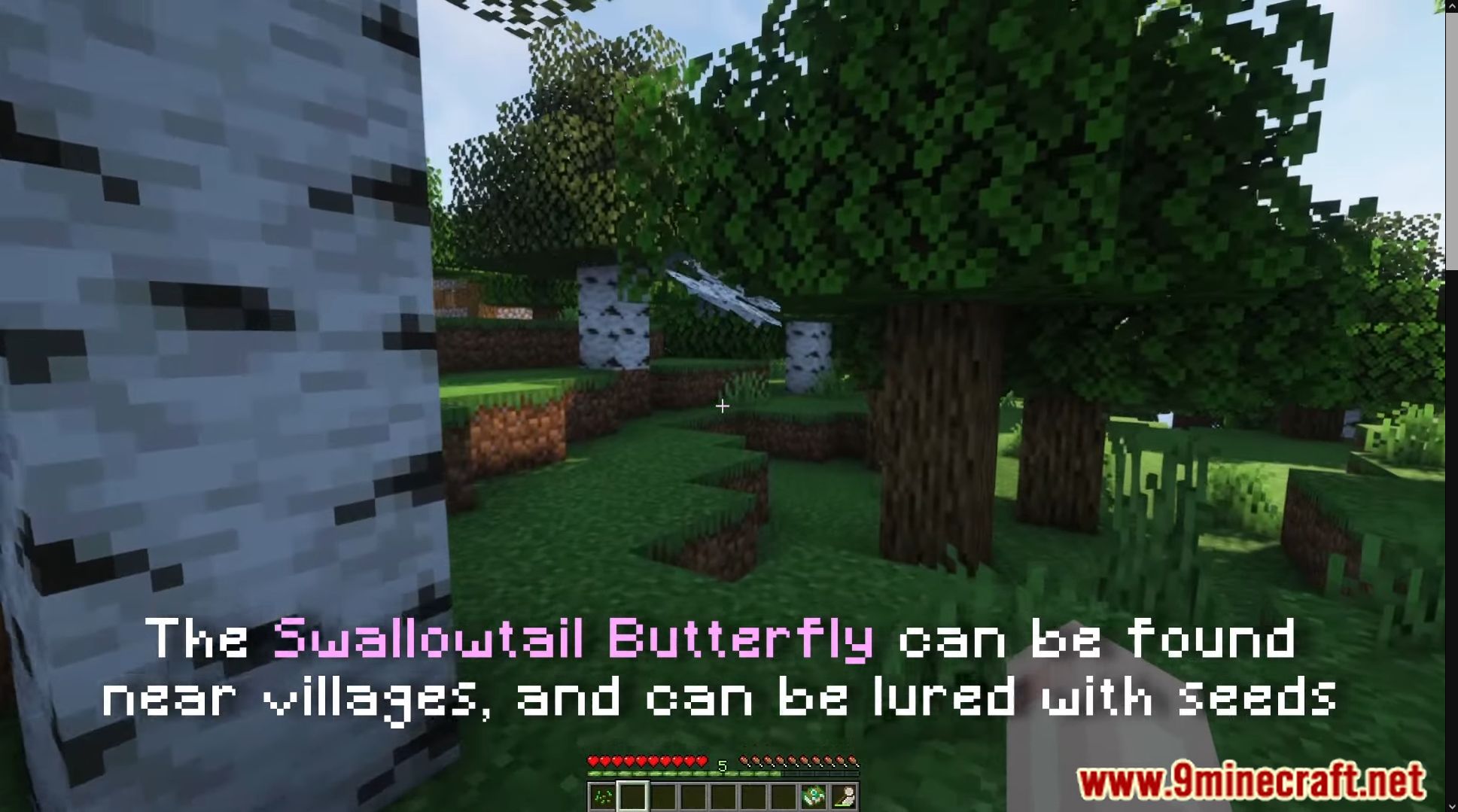 Lil' Wings Mod (1.19.2, 1.18.2) - Lighten Up Your World With New Butterfly 18