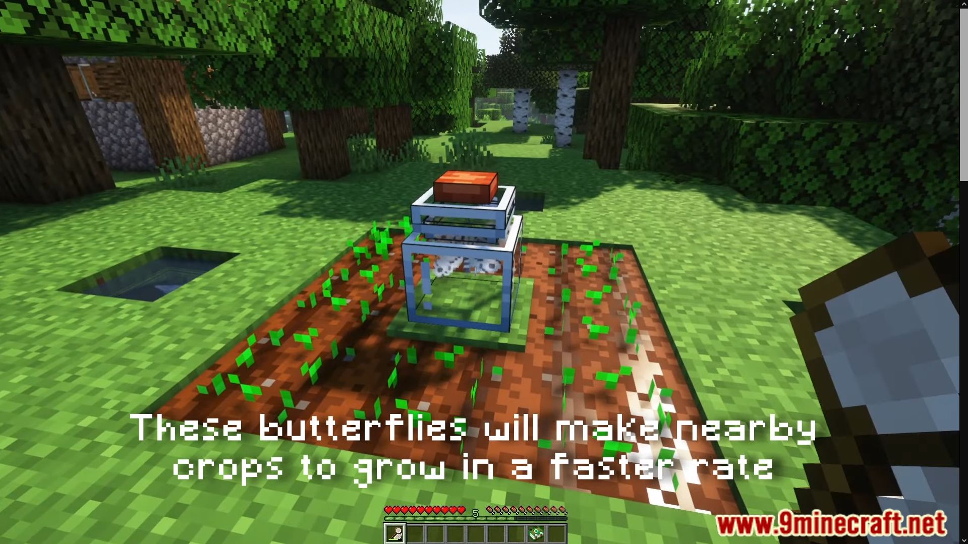 Lil' Wings Mod (1.19.2, 1.18.2) - Lighten Up Your World With New Butterfly 19