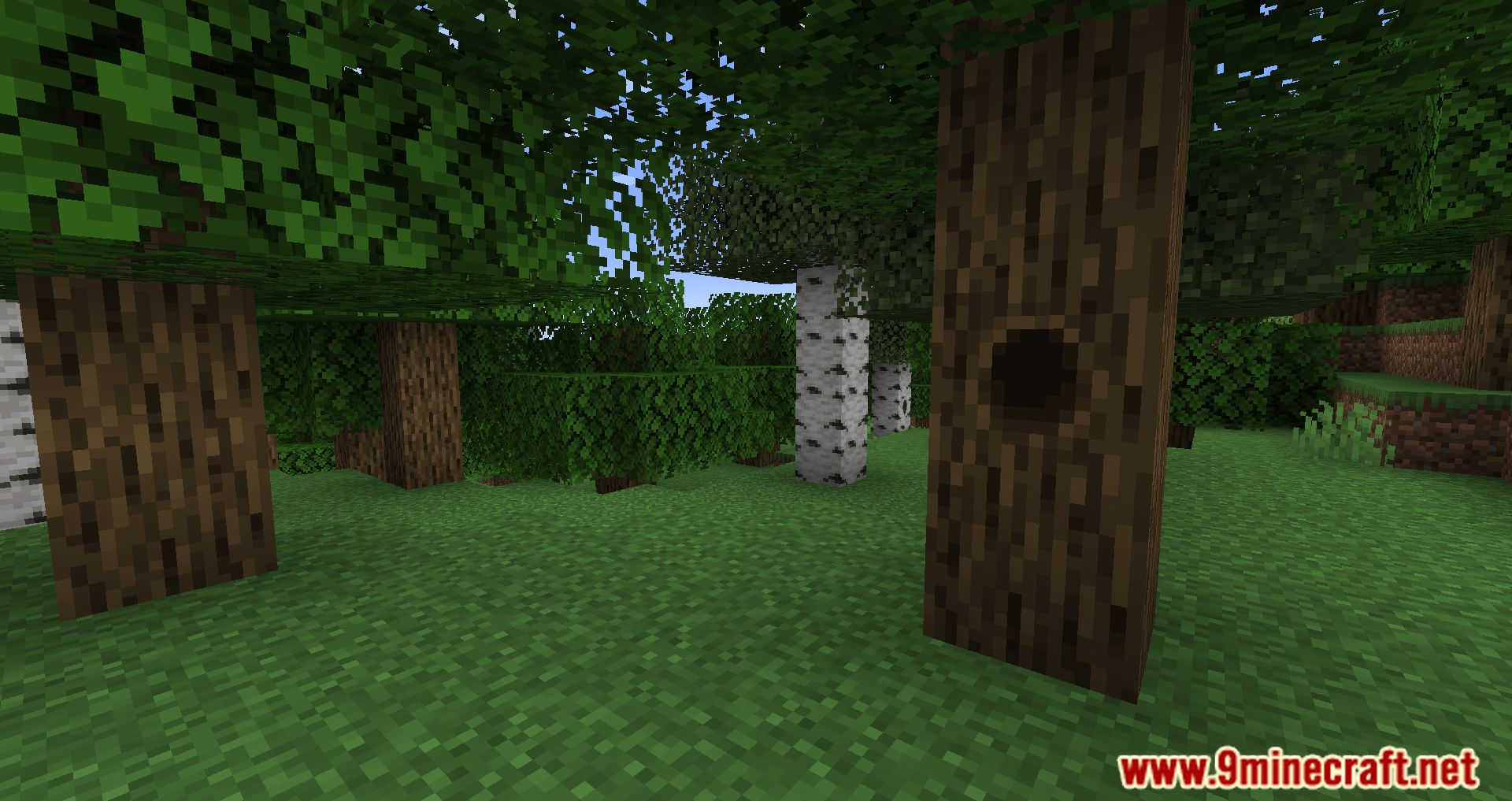 Tree Hollows Mod (1.19.3, 1.18.2) - Check Under The Tree 9