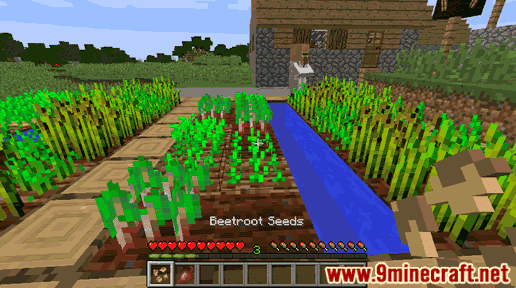 Beetroot Seeds - Wiki Guide 12