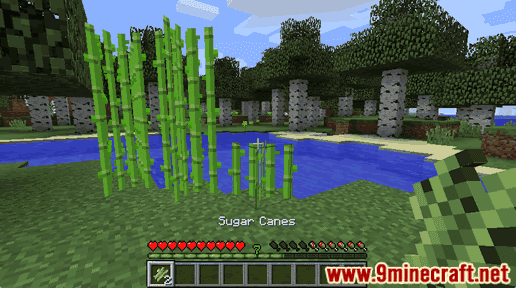 Sugar Canes - Wiki Guide 12