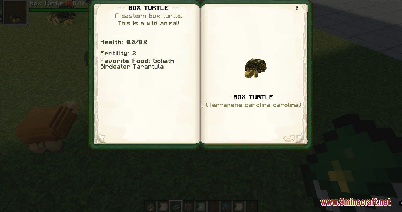 Lil' Critters Mod (1.16.5, 1.12.2) - All Cute Little Critters in Forest 12