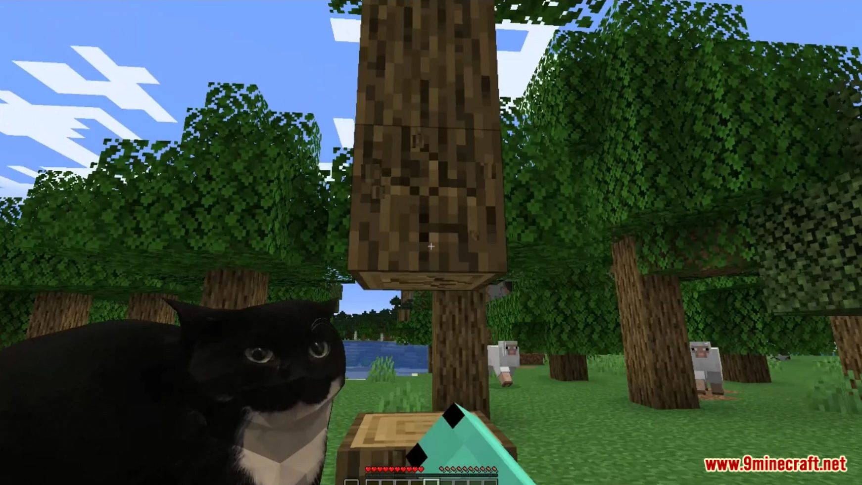 Maxwell Data Pack (1.19.4, 1.19.2) - Maxwell The Cat In Minecraft! 3