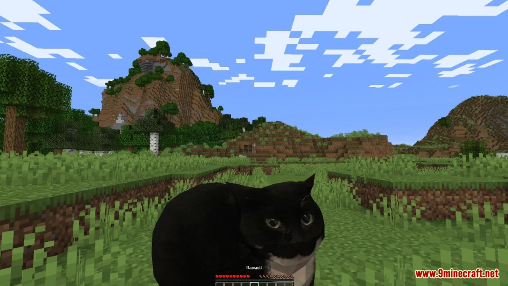 Maxwell Data Pack (1.19.4, 1.19.2) - Maxwell The Cat In Minecraft! 2