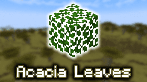 Acacia Leaves – Wiki Guide Thumbnail