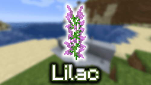 Lilac – Wiki Guide Thumbnail