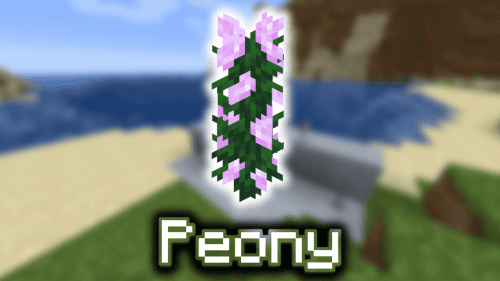 Peony – Wiki Guide Thumbnail
