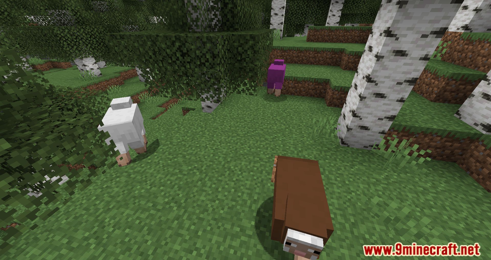 Random Sheep Colours Mod (1.20.4, 1.19.4) - A Splash of Color to Your Flock 7