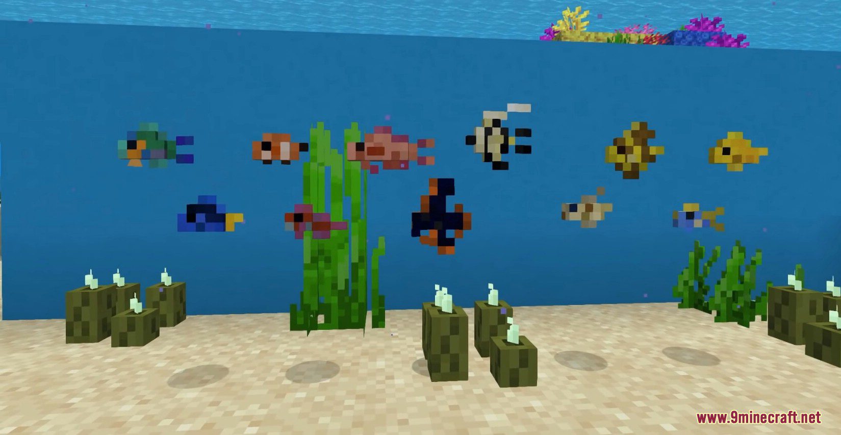 Endless Ocean Adventures Mod (1.16.5) - New Exotic Fish Types 12