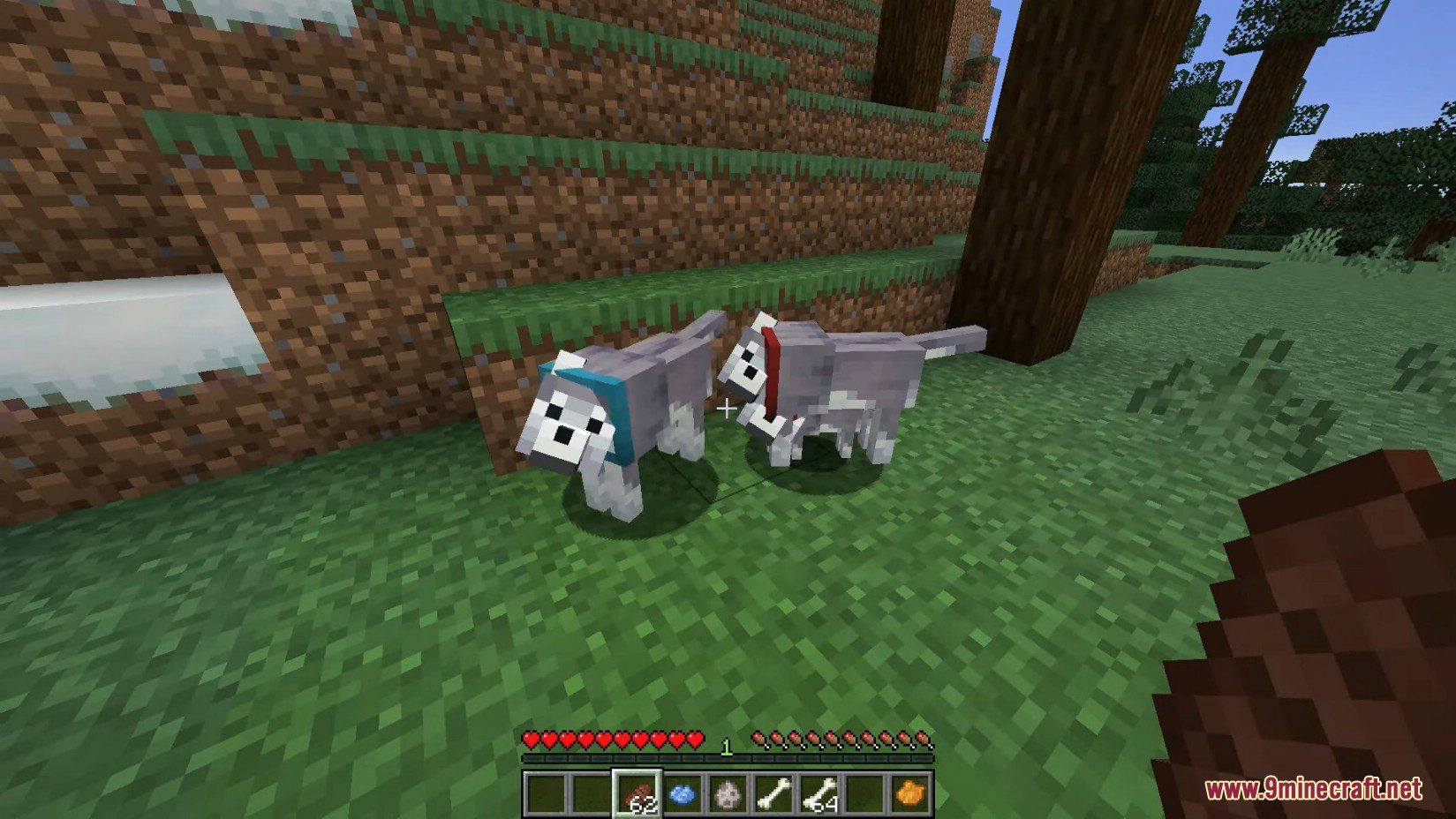 Minecraft 1.21, 1.20.5 Snapshot 24w10a - New Wolves, New Dogs 12