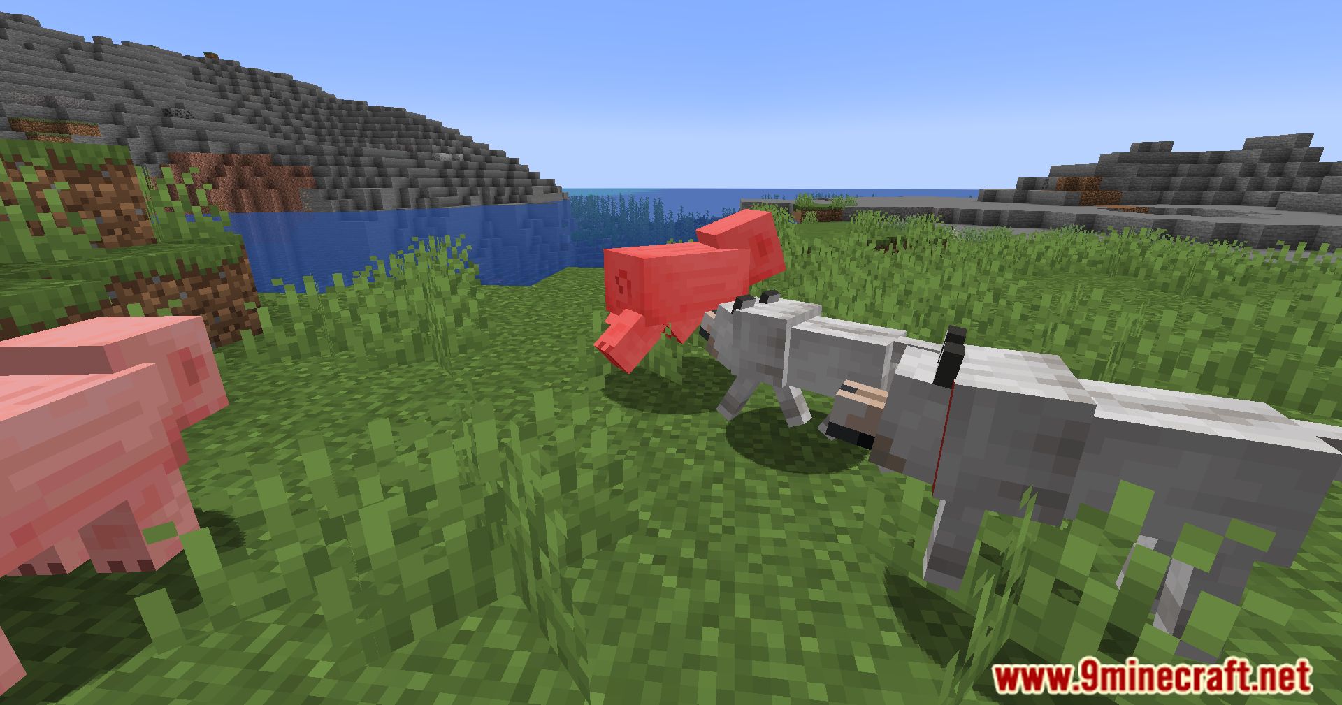 Calm Down Dog Mod (1.21.1, 1.20.1) - Bring More Love To Your Minecraft World 8