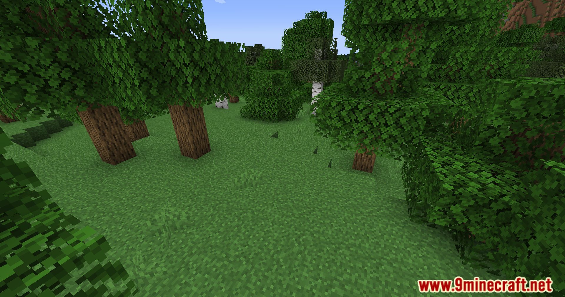 Fabric Better Grass Mod (1.21.1, 1.20.1) - Enhance Your Minecraft Terrain 7